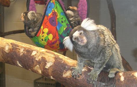 Marmoset babies get a boost from attentive fathers