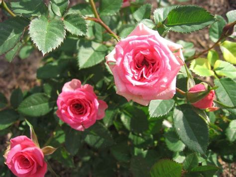 plantas facilisimo.com Types Of Climbing, Climbing Roses, Small Shrubs, Shrub Roses, Love Rain ...