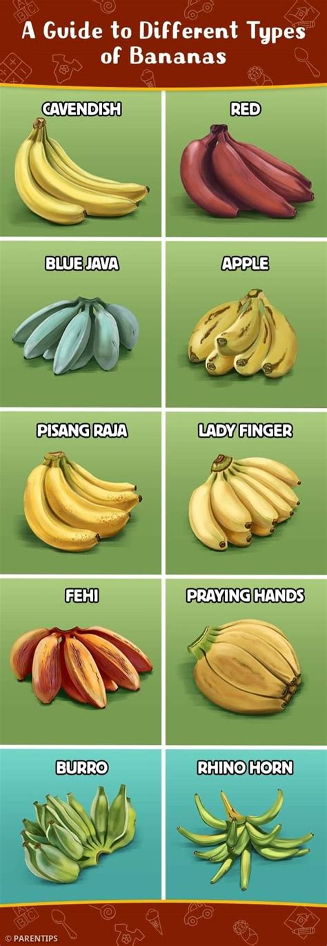 Types of bananas : r/coolguides