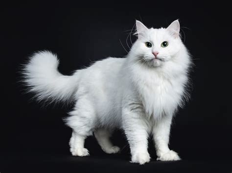 8 Hypoallergenic Breeds of Cat | Cat-World