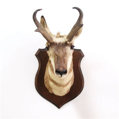 vintage pronghorn antelope head mount taxidermy