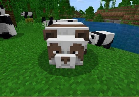 Minecraft Pandas: Spawning, Behavior, Appearance & Breeding