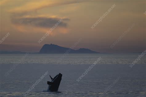 Southern right whale breaching at dusk - Stock Image - C058/6771 ...