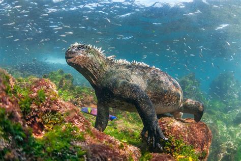 Galapagos island travel guide