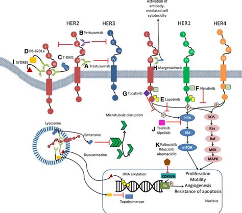 HER2 Targeted Therapies In Breast Cancer | Biopharma PEG