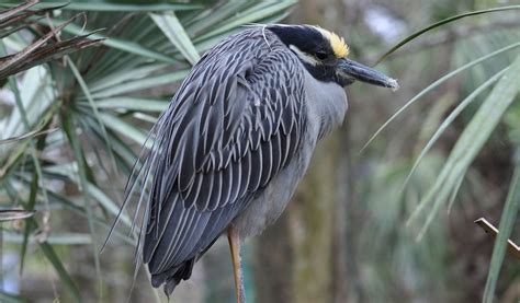 Yellow-Crowned Night Heron - Facts & Habitat Information