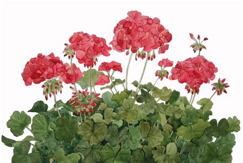 Geraniums clipart - Clipground