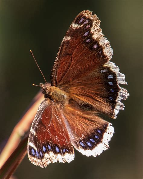 Minnesota | Butterflies and Moths of North America