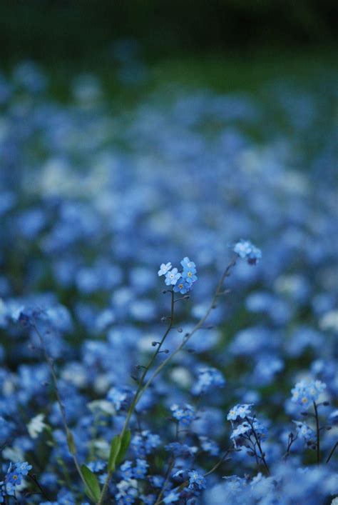 Blue Flowers Aesthetic Wallpapers - Top Free Blue Flowers Aesthetic ...