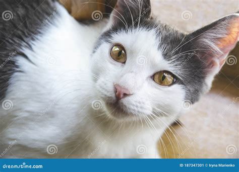 Close Up Picture of White Grey Cat is Looking Up with Yellow Eyes Stock Image - Image of british ...