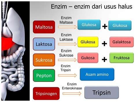 PPT - Sistem Pencernaan PowerPoint Presentation, free download - ID:2207440