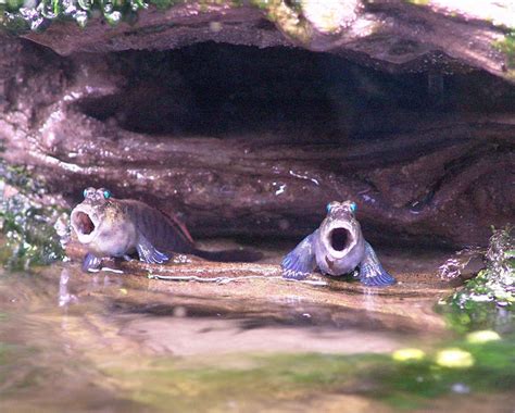 Mudskipper Tank Mates