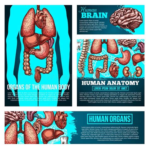 Human Body Anatomy Liver Stock Illustrations – 16,943 Human Body Anatomy Liver Stock ...