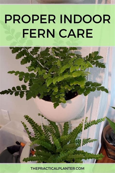 Proper Indoor Fern Care – Everything You Need to Know | Ferns care ...