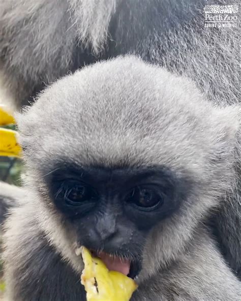 Asta the Javan Gibbon eating fruit | Perth Zoo | fruit, Perth Zoo ...