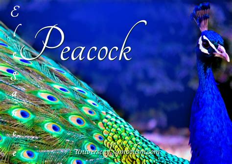 Peacock Symbolism & Meaning | Peacock Spirit & Totem Animal Powers