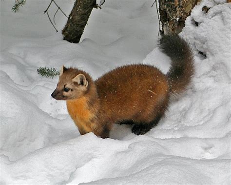 Marten (Martes americana) | Minnesota Mammals | UMN Duluth