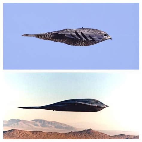 Guess What Famous Military Aircraft This Peregrine Falcon Inspired ...