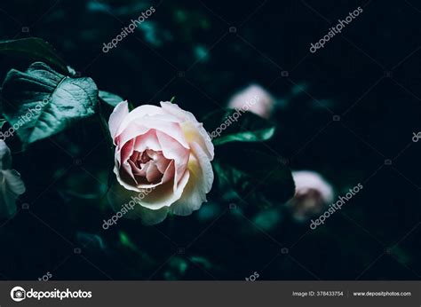 Garden light pink roses — Stock Photo © MAnuta #378433754