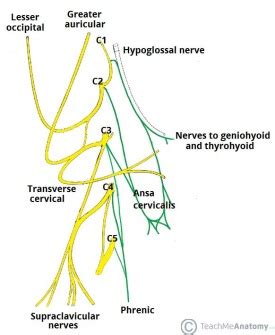 Phrenic Nerve - Physiopedia