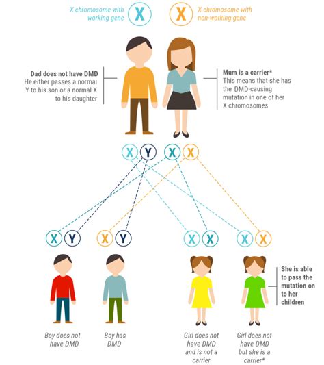 Duchenne Muscular Dystrophy | Causes & Inheritance