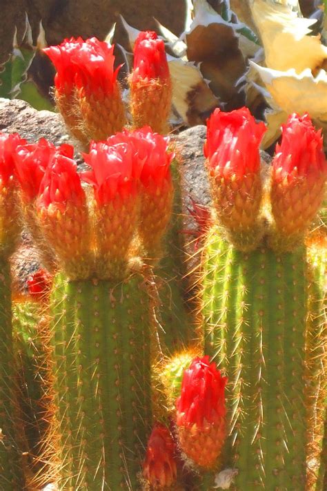 Sonoran Desert | Sonoran desert, Cactus, Travel photos