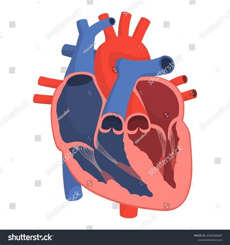 Anatomy Healthy Human Heart Cardiology Medicine Stock Vector (Royalty Free) 2310240287 ...