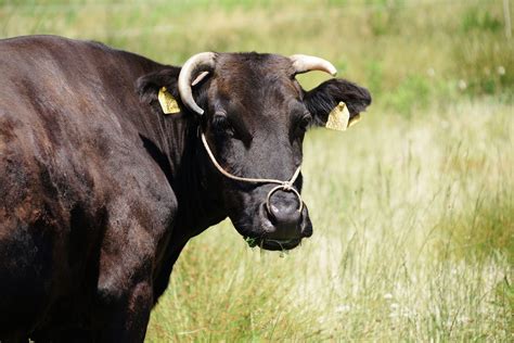 6 facts about Japanese Wagyu cattle | AGDAILY
