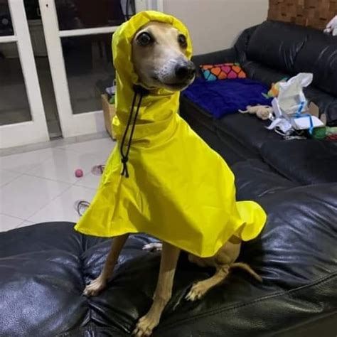 Olha que coisa mais linda o Tom prontinho para passear com a sua nova capa de chuva!