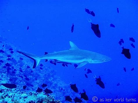 So many sharks seen while scuba diving in Palau at Blue Corner -- READ MORE: http://www ...