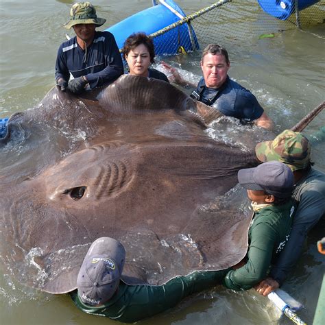 River Monsters Stingray Gives Birth