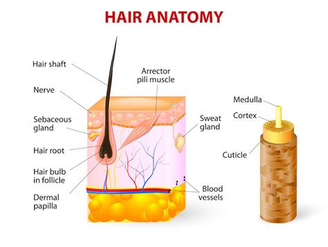 Hair Shaft Structure Diagram