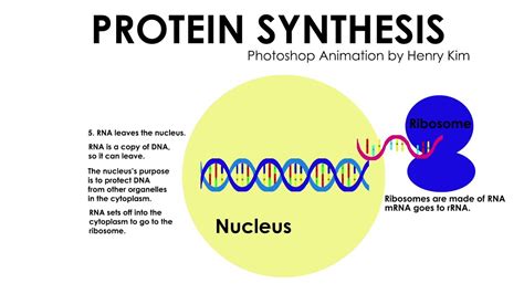 Protein Synthesis Animation - YouTube