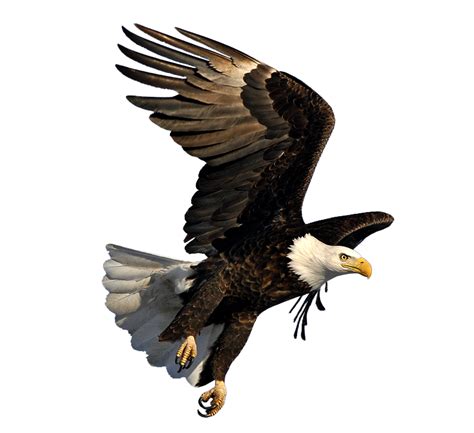 Bald eagle Image Dmanisi Art - eagle png download - 798*729 - Free ...