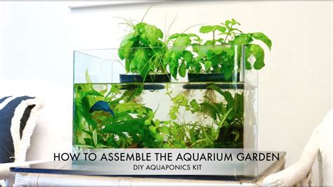 The Aquarium Garden DIY Aquaponics Kit - YouTube