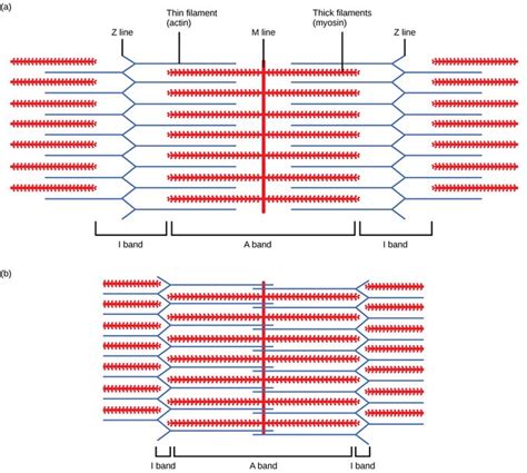 What happens to the actin and myosin filaments when a muscle contracts ...