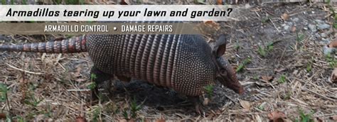 Denton Armadillo Removal, Control, Trapping of Armadillos