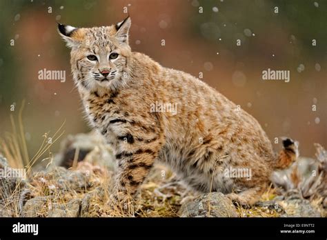 Bobcat (Lynx rufus) in late autumn mountain habitat (captive raised specimens), captive raised ...