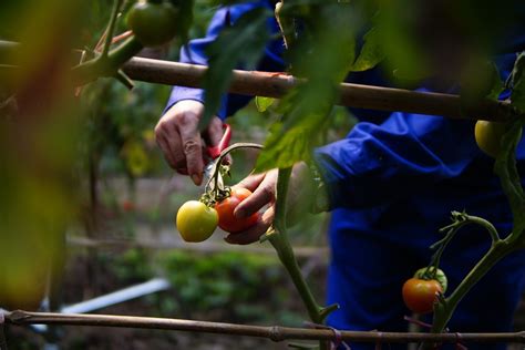 Harvesting Tomatoes Vines - Free photo on Pixabay