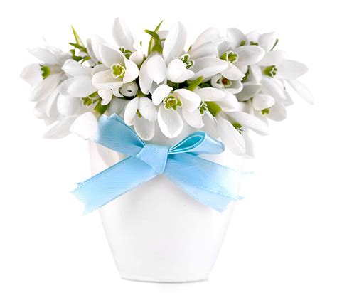 Images White Flowers Snowdrops