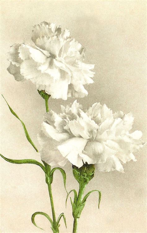 De 25+ bedste idéer inden for White carnation på Pinterest ...