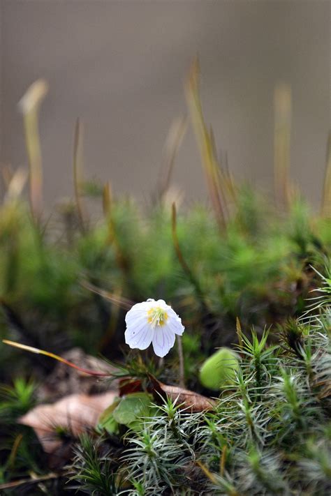 Flowers Anemones Petals - Free photo on Pixabay - Pixabay