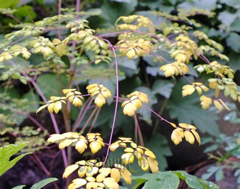 Thalictrum delavayi – Botanically Inclined – Seed Adventures