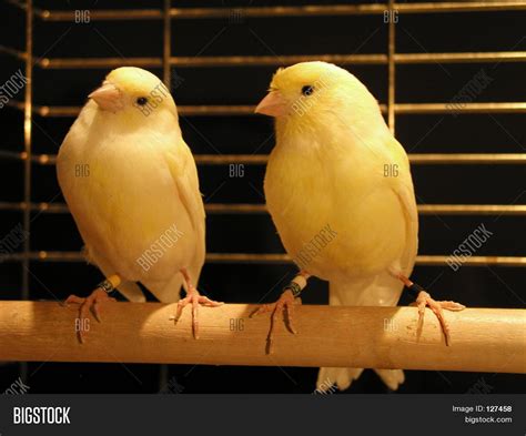 Pair Yellow Canaries Image & Photo (Free Trial) | Bigstock