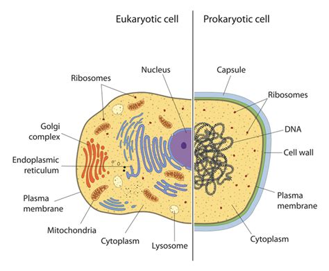 Die 3 wesentlichen Merkmale aller Eukaryoten und ihre Bedeutung