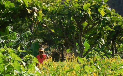 Agroforestry Demonstration Celebrates Third Anniversary | News | NTBG