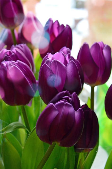 Free Images : tulips, purple, background, bouquet, flower, nature, black, bunch, beautiful ...
