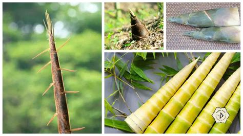 Bamboo Shoots: Edible, sustainable and nutritious - Bambu Batu