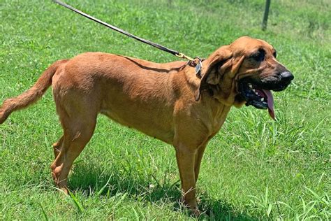 Bloodhound Mastiff Mix