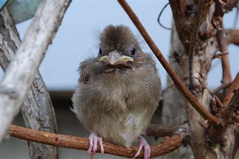 14 Cute and Heartwarming Baby Cardinal Photos - Birds and Blooms